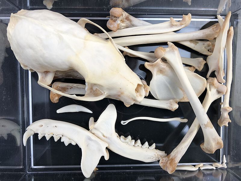 Van de eerste Rotterdamse boommarter werden de schedel, de onderkaken en enige botten bewaard; NMR 9990-004308. (Kees Moeliker)