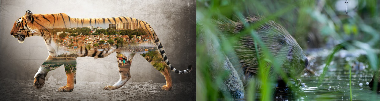 Afbeelding toont het campagnebeeld van de film the secret life of bhopal tigers - een lopende tijger met in zijn rug vervaagd de contouren van gebouwen - en rechts het beeld van een van de stadsbevers uit Wenen