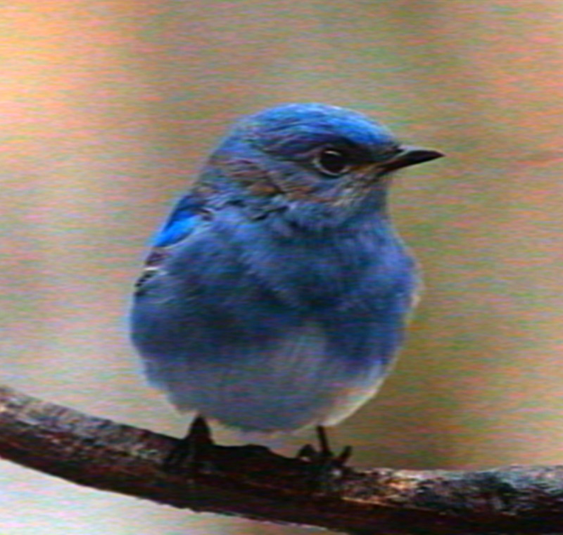 Afbeelding toont de blauwe vogel uit de titel