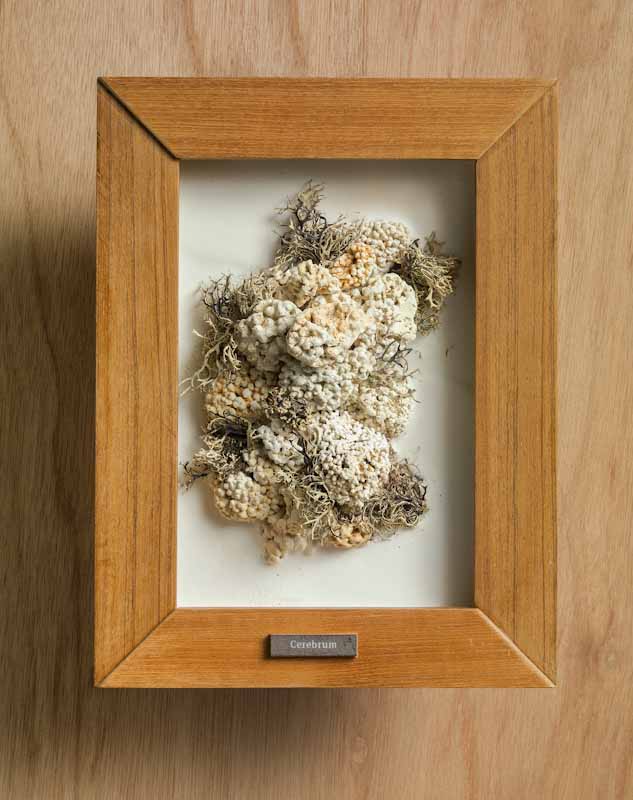 Afbeelding toont het werk cerebrum van Ab Bol: een houten lijst met daarin een hersenvormige sculptuur van naturalia