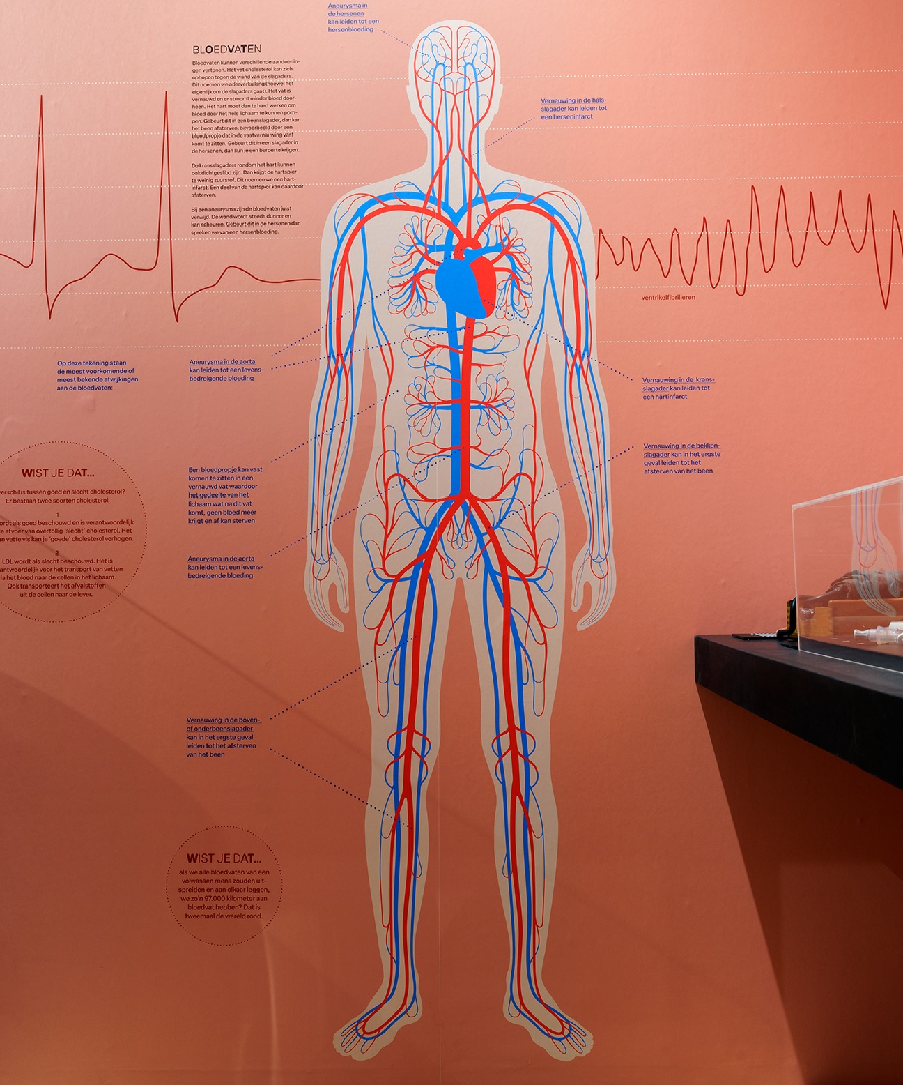 Schematische weergaven van de menselijke bloedvaten.