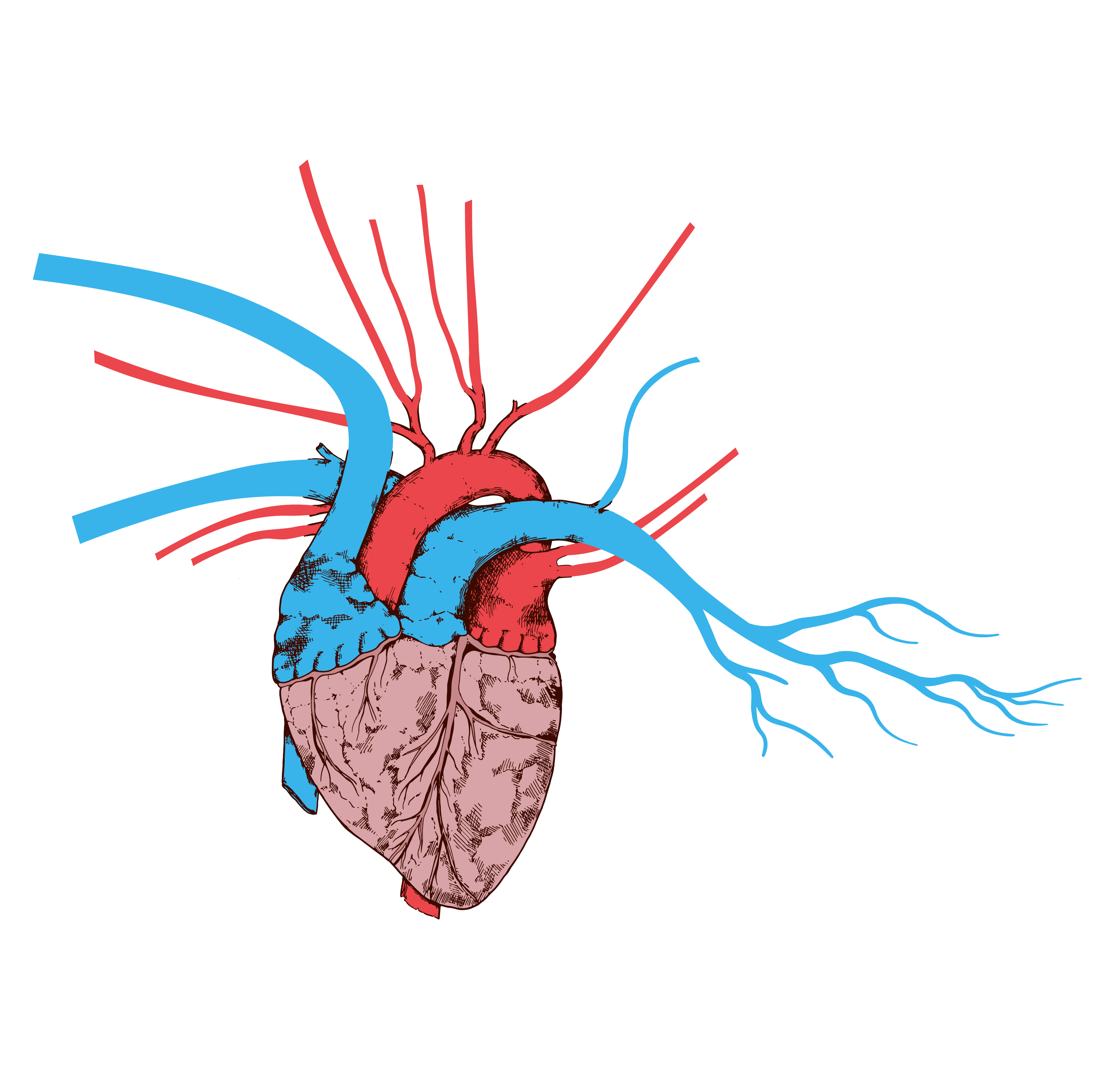 Schematic representation of the human heart. (Linda Bruins-van Sonsbeek / DeVrijerVanDongen)
