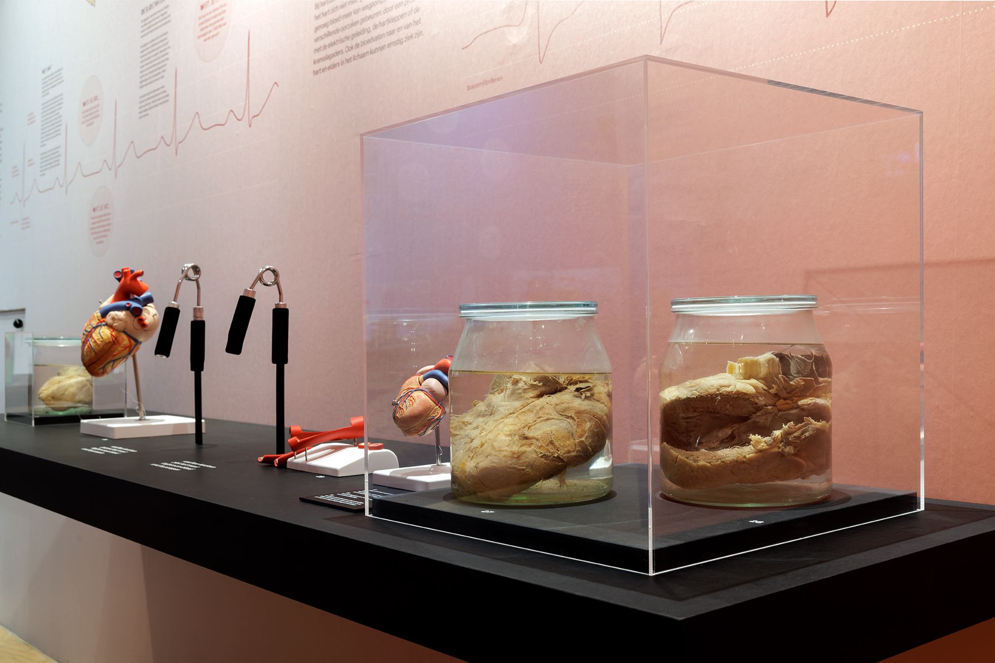 Het mensenhart gezond en ziek